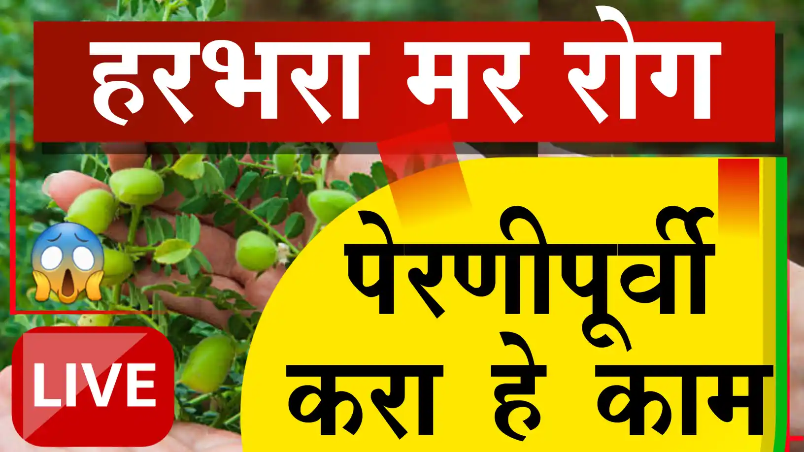 हरभरा पिकातील मर रोग
