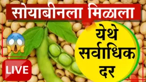 रविवारी सोयाबीनची आवक मंदावली, मुहूर्ताच्या सौद्याला ५००० रुपयांचा भाव; सर्वसाधारण दर मात्र स्थिर